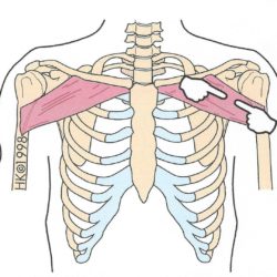 Grand-pectoral-claviculaire - dessin