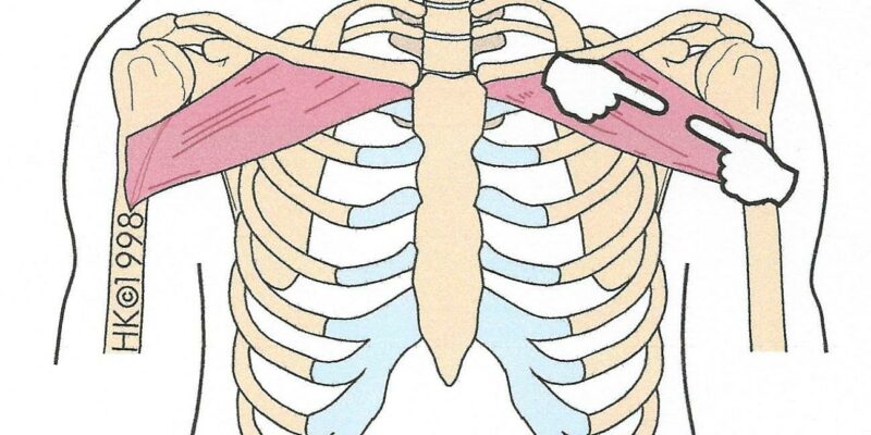 Grand-pectoral-claviculaire - dessin